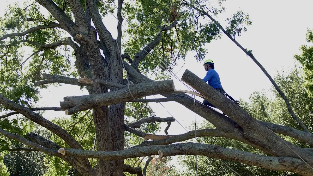 Professional Crown Thinning performed by certified arborists in Taconic