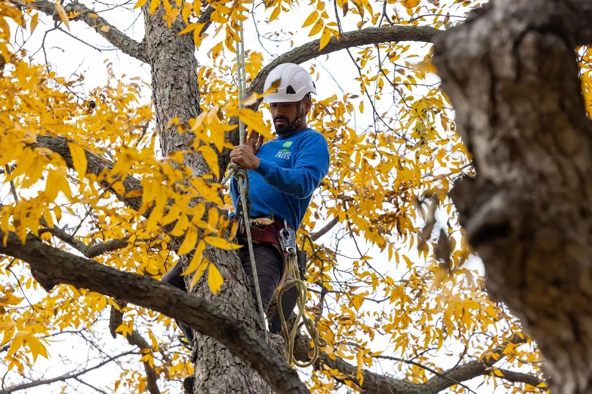 Skilled Tree Trimming crew working in Taconic