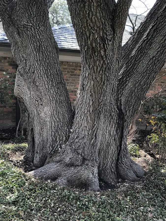 Mature heritage tree close to a Taconic property cared for by certified arborists